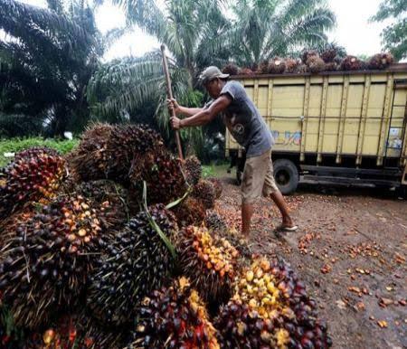 Harga TBS mitra swadaya di Riau turun (foto/int)